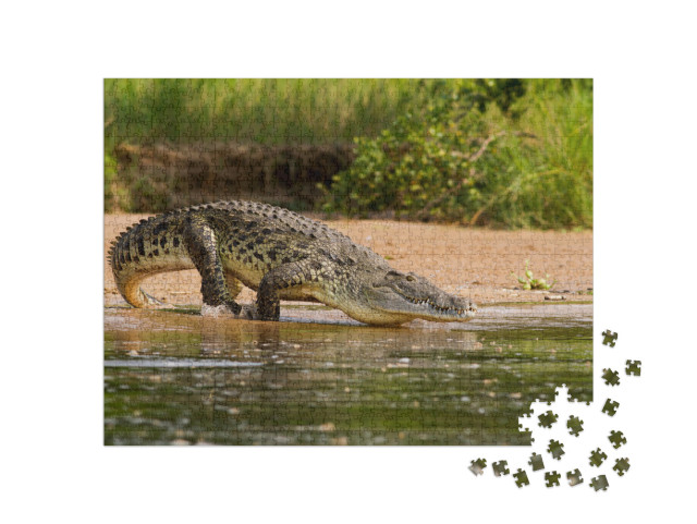 puzzle 1000 dílků „Krokodýl nilský, největší dravec na Nilu.“