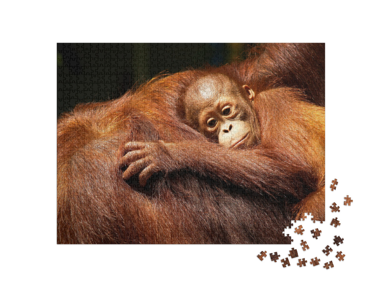 puzzle 1000 dílků „Samice orangutana a její mládě v deštném pralese“