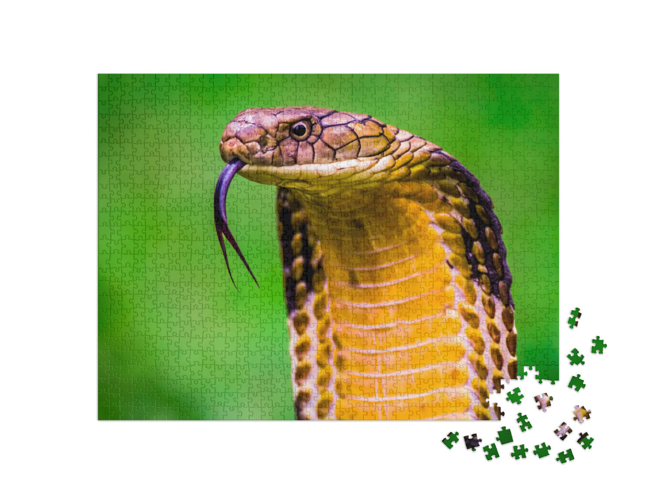 puzzle 1000 dílků „Kobra královská Ophiophagus hannah, nejdelší jedovatý had na světě“