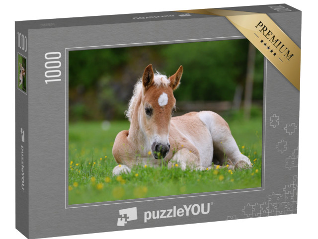 puzzle 1000 dílků „Krásné hříbě v trávě“