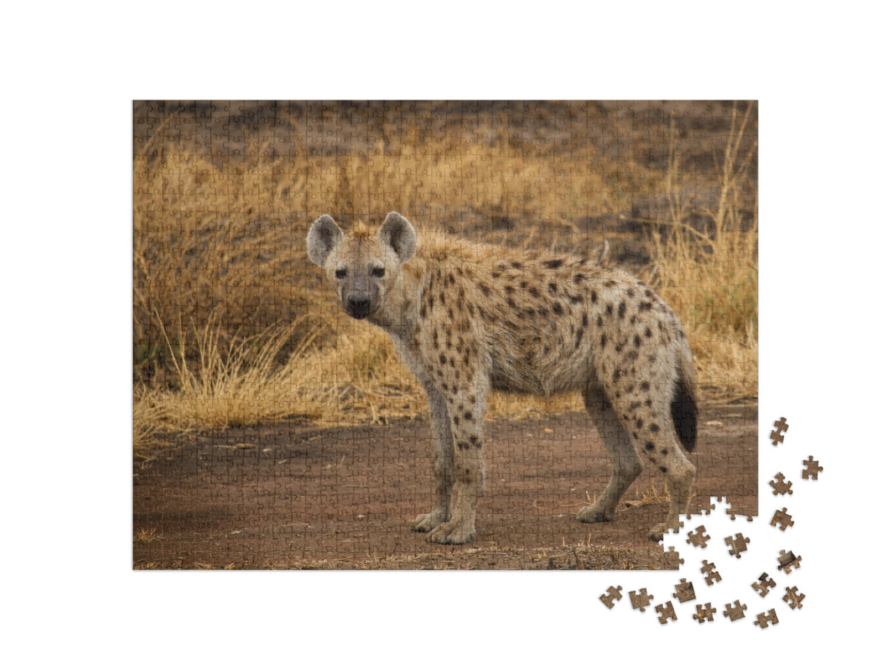 puzzle 1000 dílků „Hyena skvrnitá v savaně“