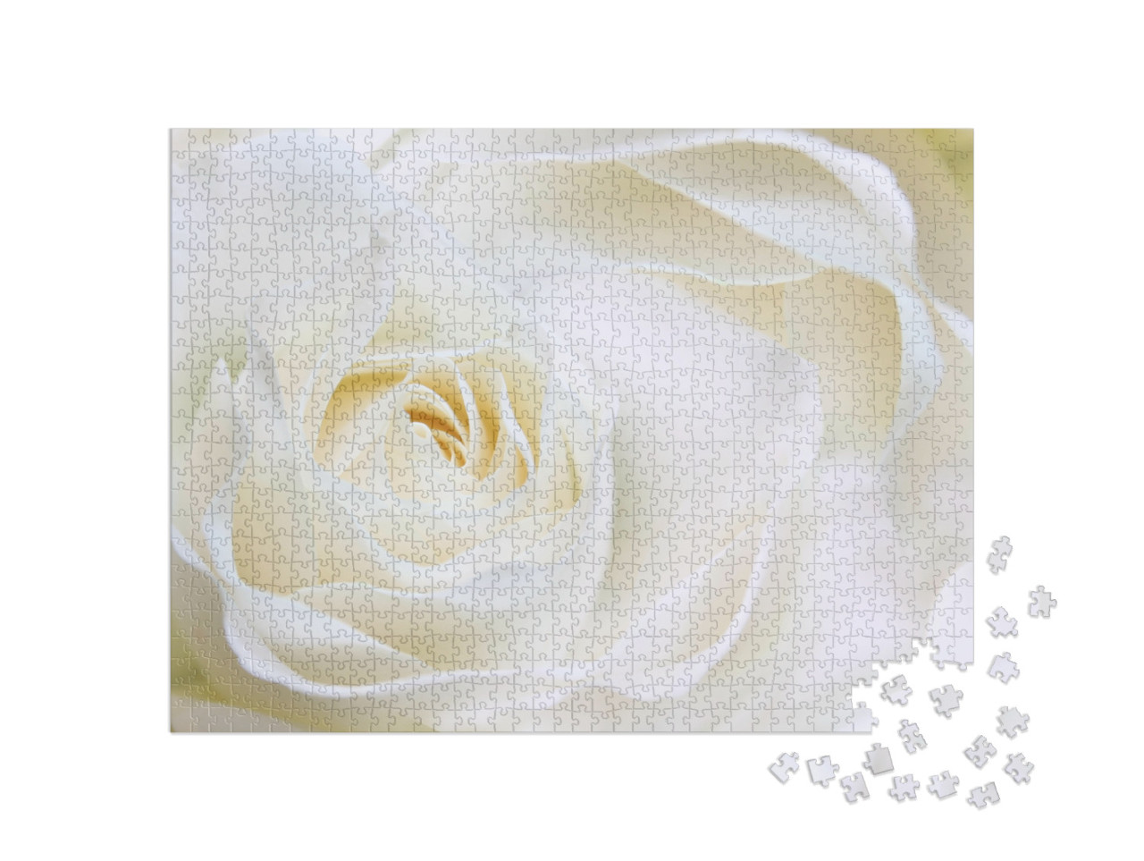 puzzle 1000 dílků „Bílá růže zblízka“