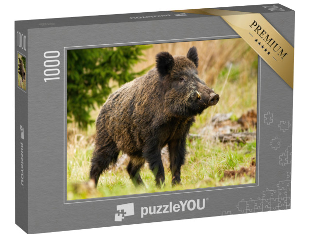 puzzle 1000 dílků „Divočák s bílými kly“