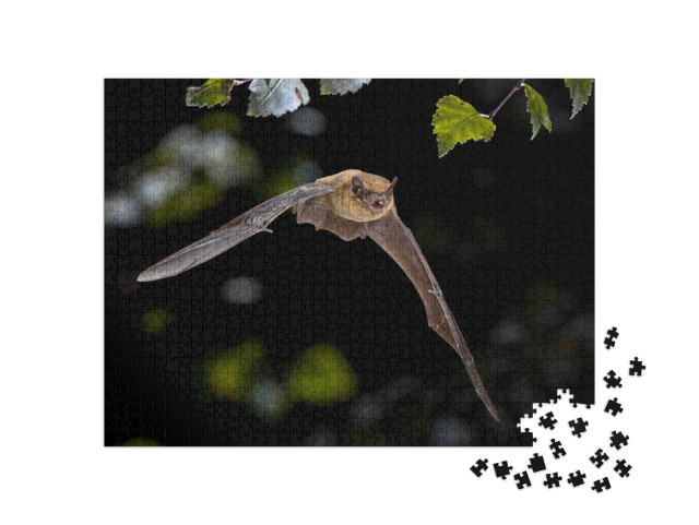 puzzle 1000 dílků „Netopýr Pipistrelle v letu“