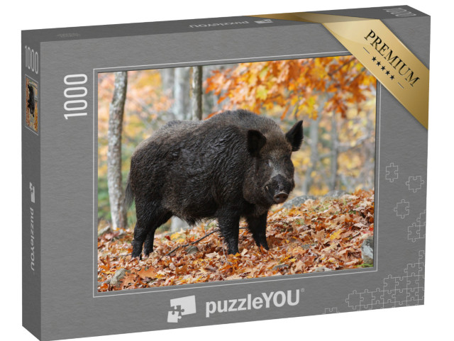 puzzle 1000 dílků „Samec divočáka v podzimním lese“