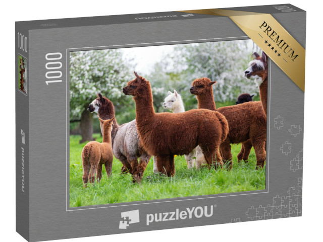 puzzle 1000 dílků „Stádo alpak na jarní louce“