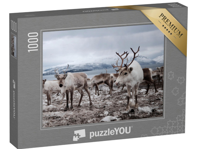 puzzle 1000 dílků „Stádo sobů na poli“