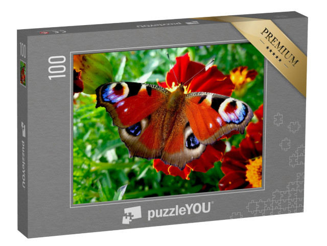 puzzle 100 dílků „Motýl páv na červeném květu“