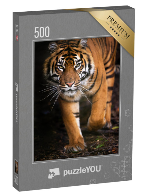 puzzle 500 dílků „Mladý tygr sumaterský“