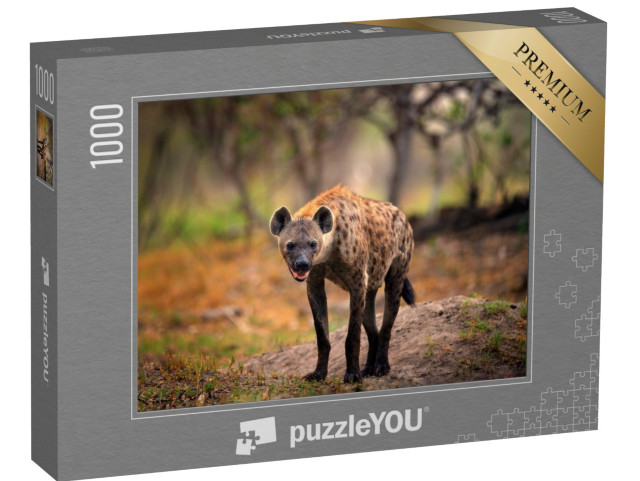 puzzle 1000 dílků „Hyena skvrnitá při hledání kořisti, Okavango, Botswana“