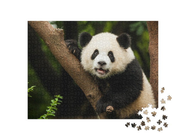 puzzle 1000 dílků „Panda ve svém přirozeném prostředí“