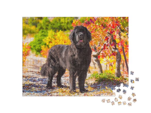 puzzle 1000 dílků „Newfoundland v podzimní krajině“