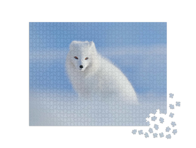 puzzle 1000 dílků „Bílá liška polární ve svém přirozeném prostředí, Špicberky, Norsko“