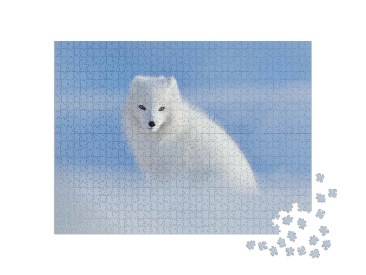 puzzle 1000 dílků „Bílá liška polární ve svém přirozeném prostředí, Špicberky, Norsko“