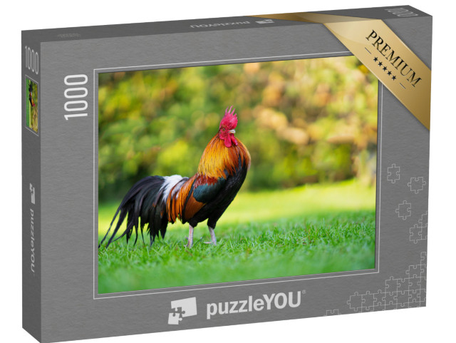 puzzle 1000 dílků „Působivý kohout na zelené louce“