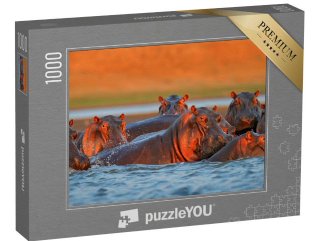 puzzle 1000 dílků „Hroši koupající se ve večerním světle, Zimbabwe, Afrika“