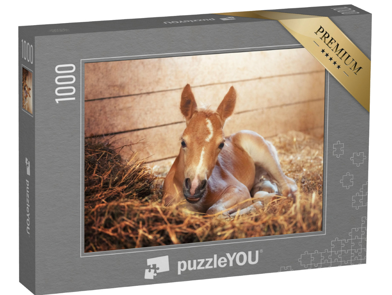 puzzle 1000 dílků „Hříbě haflinga ve stáji“