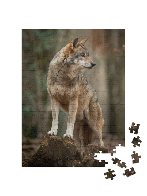 puzzle 200 dílků „Šedý vlk v pachové póze v lese“