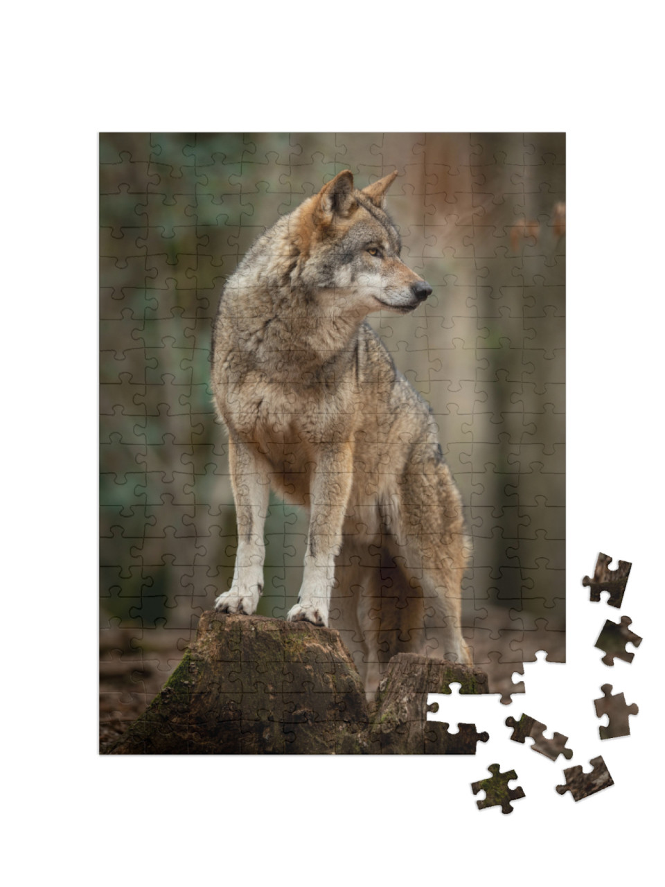 puzzle 200 dílků „Šedý vlk v pachové póze v lese“