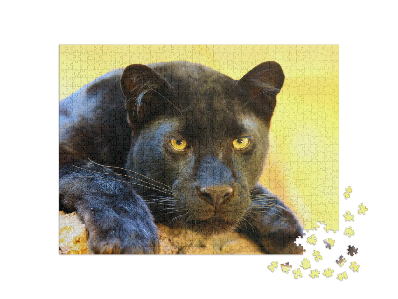 puzzle 1000 dílků „Leopard, známý také jako černý panter.“