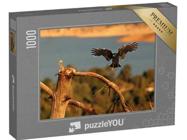 puzzle 1000 dílků „Krkavec kradoucí kořist supa bělohlavého“