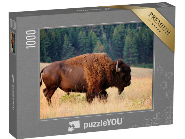 puzzle 1000 dílků „Bizon americký brzy ráno, Montana“