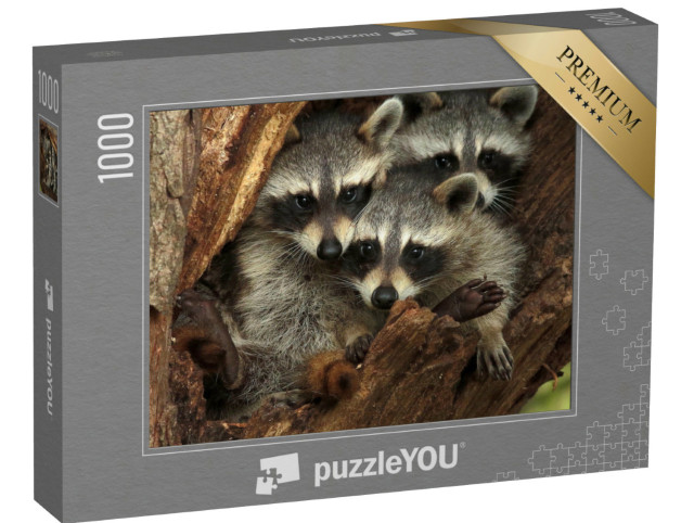 puzzle 1000 dílků „Tři plyšoví mývalové v dutině stromu“