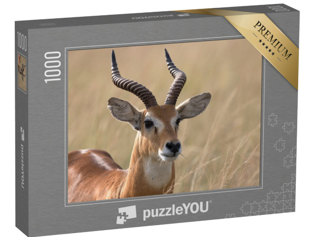 puzzle 1000 dílků „Uganda kob antilopa, Afrika“