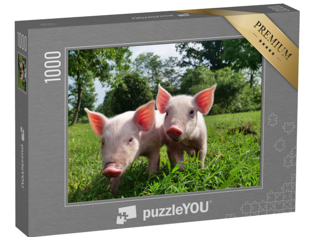 puzzle 1000 dílků „Dvě selata na zelené louce“