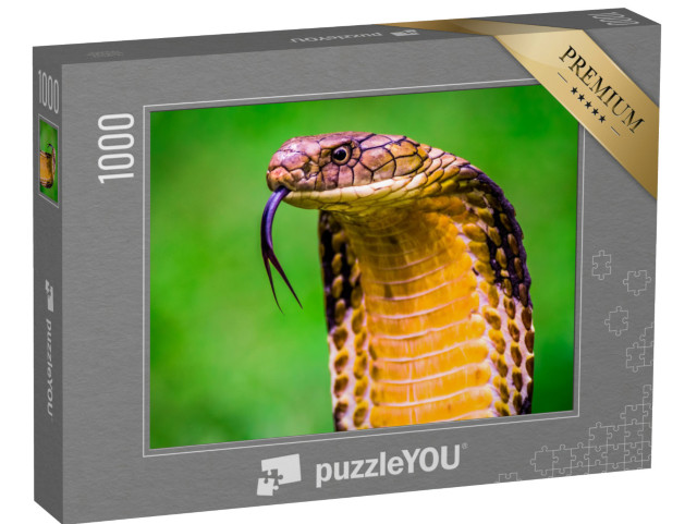 puzzle 1000 dílků „Kobra královská Ophiophagus hannah, nejdelší jedovatý had na světě“