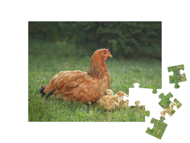puzzle 48 dílků „Slepice s kuřátky na zelené louce“