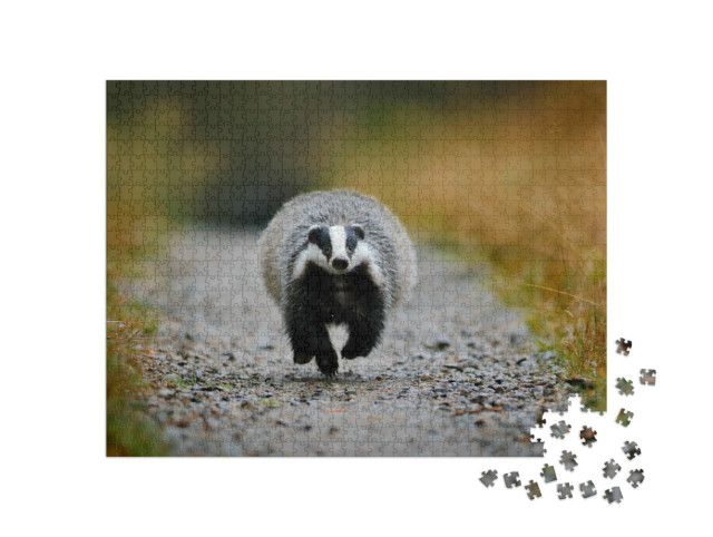 puzzle 1000 dílků „Jezevec běží lesem, Šumava, Česká republika“