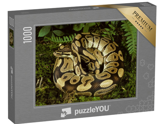 puzzle 1000 dílků „Krásná krajta kulovitá z Afriky“