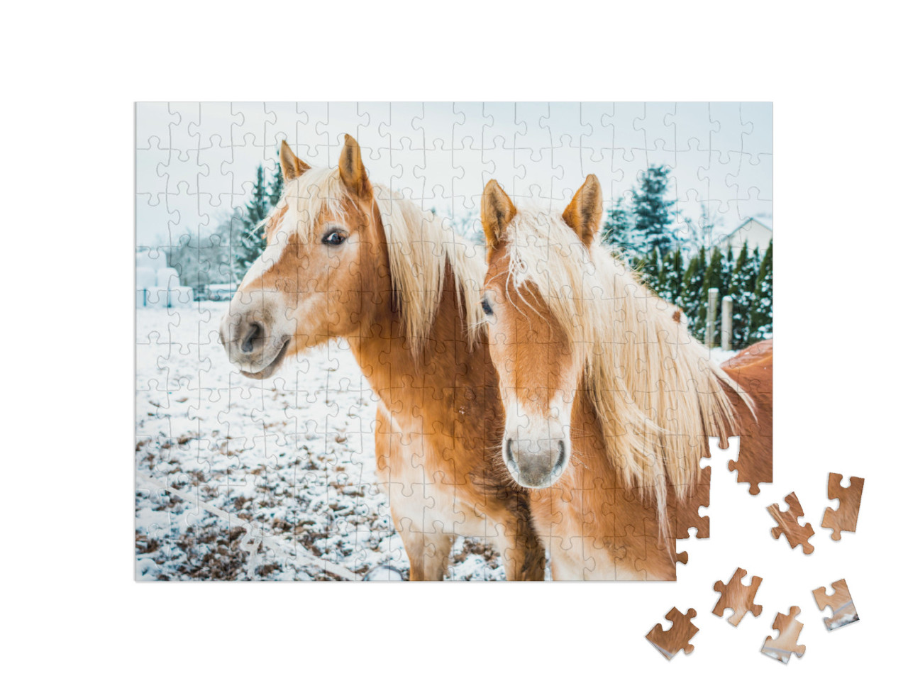 puzzle 200 dílků „Haflingští koně na zasněžené louce“