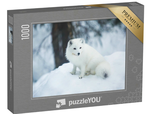 puzzle 1000 dílků „Detailní záběr polární lišky ve Finsku“