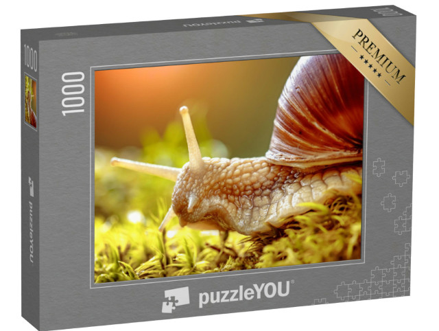 puzzle 1000 dílků „Detailní záběr hlemýždě viničního“