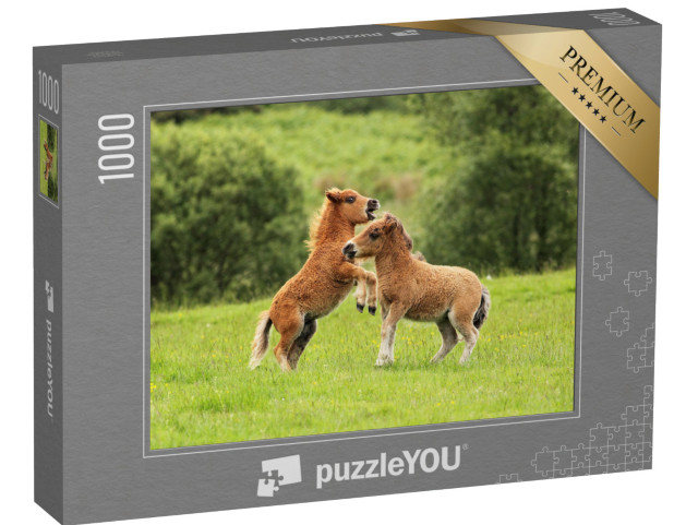 puzzle 1000 dílků „Dvě hříbata shetlandského poníka ve hře“