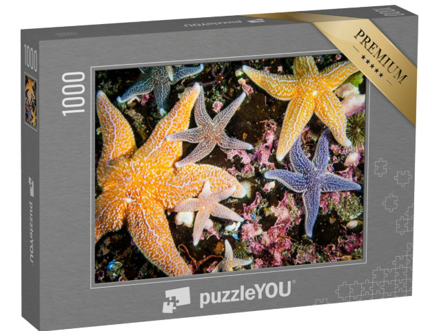 puzzle 1000 dílků „Barevné hvězdice všech velikostí“