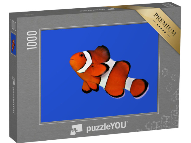 puzzle 1000 dílků „Oranžový klaun, klaun percula“