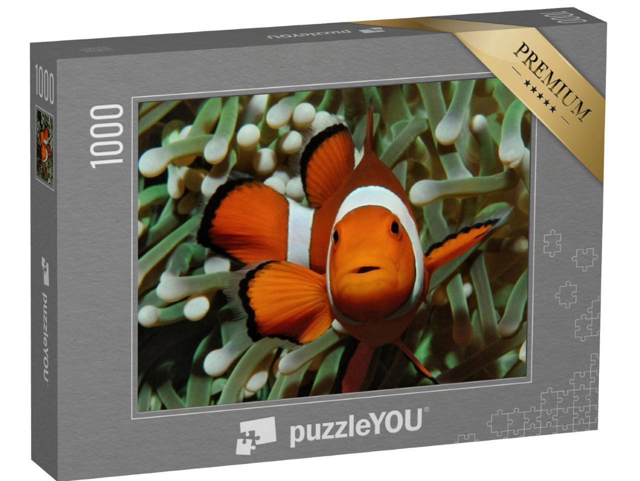 puzzle 1000 dílků „Amphiprion, klaun západní se sasankou“