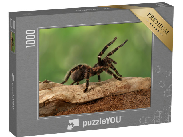 puzzle 1000 dílků „Detailní záběr samice tarantule ve výhružném postoji“