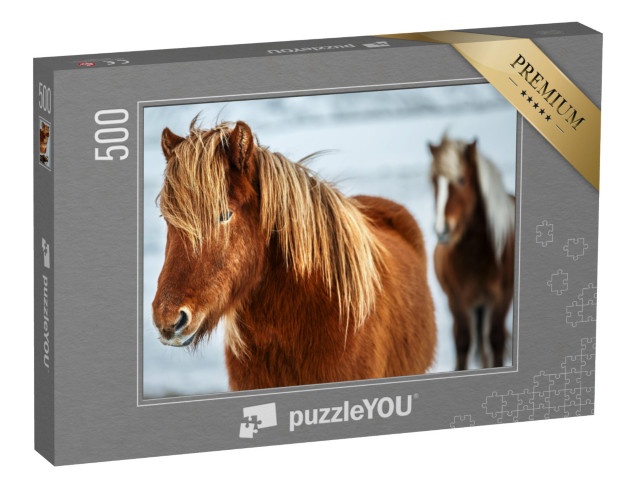 puzzle 500 dílků „Portrét krásného islandského koně“
