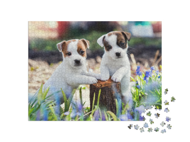 puzzle 1000 dílků „Dvě roztomilá štěňata Jack Russell“