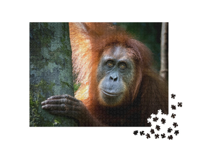 puzzle 1000 dílků „Portrét slavného a ohroženého orangutana sumaterského“
