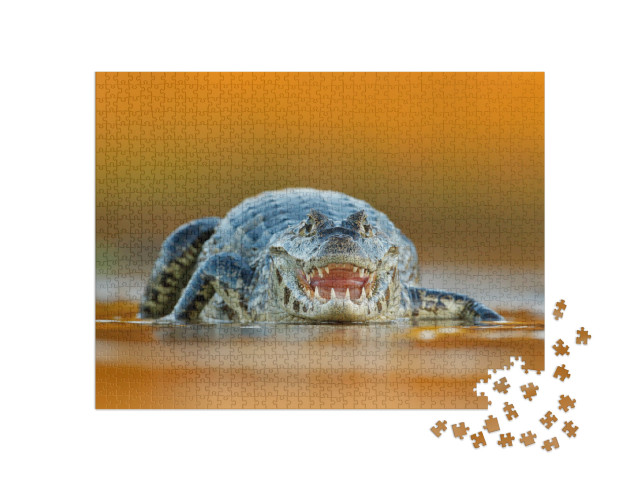 puzzle 1000 dílků „Yacare Caiman, krokodýl s otevřeným čenichem a velkými zuby“