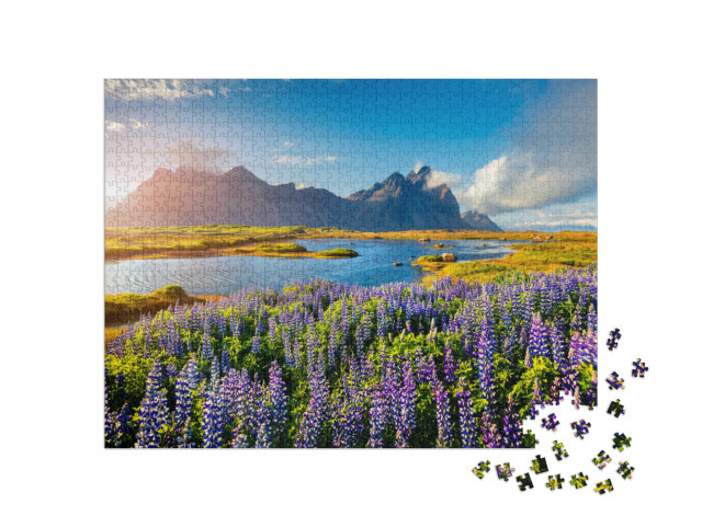 puzzle 1000 dílků „Rozkvetlé květy lupiny na pobřeží Islandu“