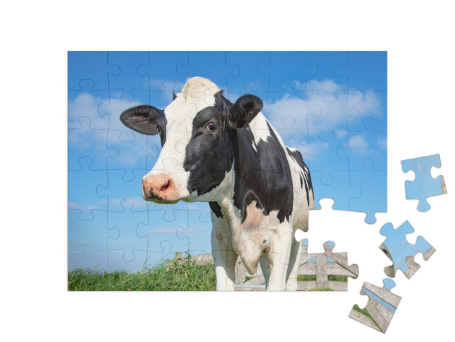 puzzle 48 dílků „Z očí do očí s krávou“