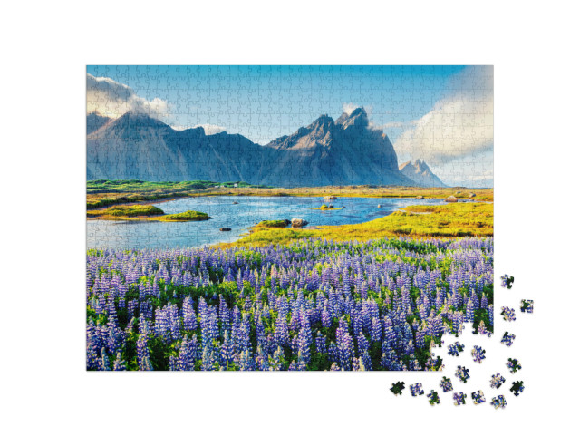 puzzle 1000 dílků „Kvetoucí lupiny na Vestrahornu na islandském pobřeží“