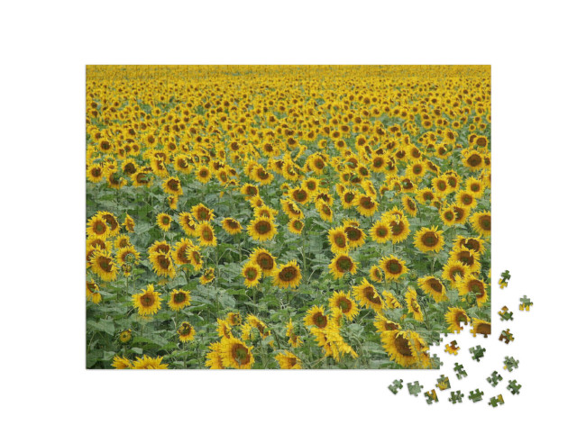 puzzle 1000 dílků „Slunečnice, kam až oko dohlédne“