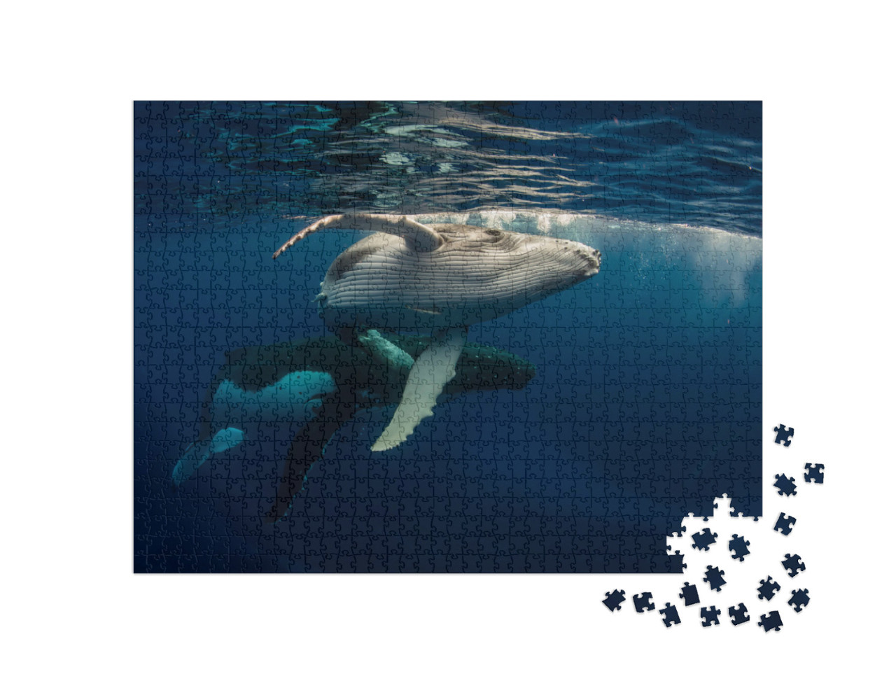 puzzle 1000 dílků „Keporkak s mládětem plovoucí těsně pod vodní hladinou“
